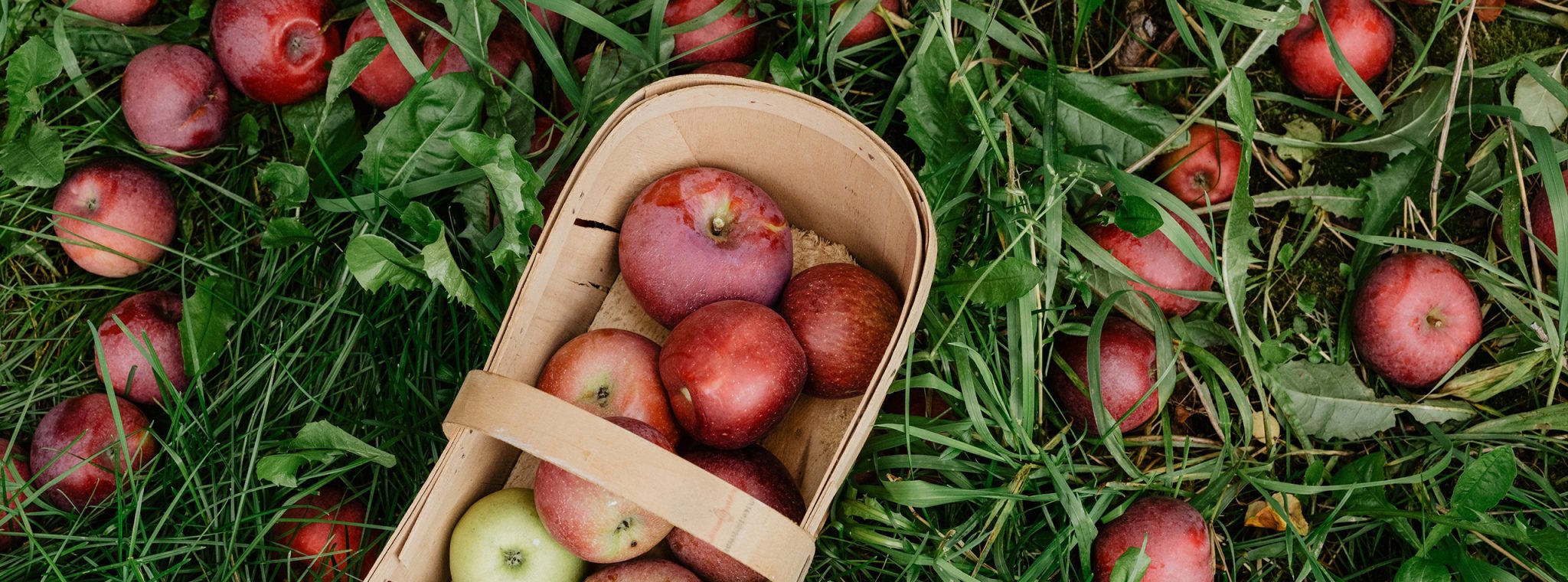 Basket of fresh apples in the grass
